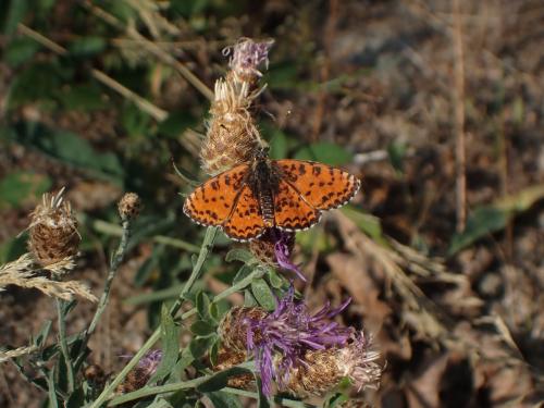 Melitaea didyma